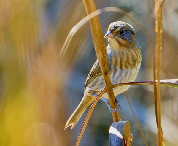 bruant de nelson, chingolo de nelson, nelson's sparrow by Abby Sesselberg is licensed under CC BY-NC 4.0.